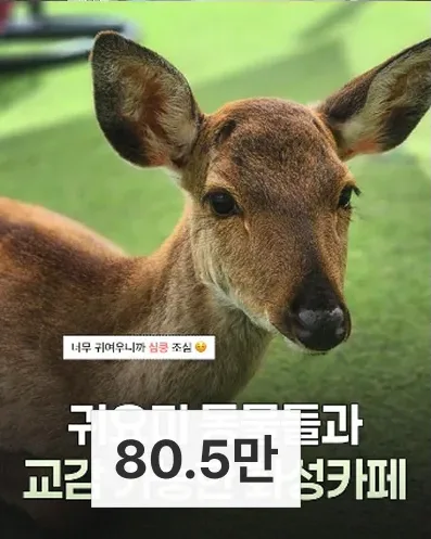 체험 카페 게시물, 조회수 80.5만